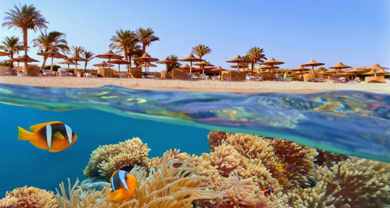 Special offers for Turkey in August!